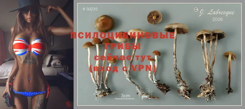 кракен как войти  Асбест  Псилоцибиновые грибы Magic Shrooms 